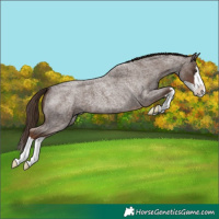 Horse Color:Liver Red Roan Splash 