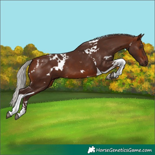 Horse Color:White Spotted Silver Brown Tobiano 