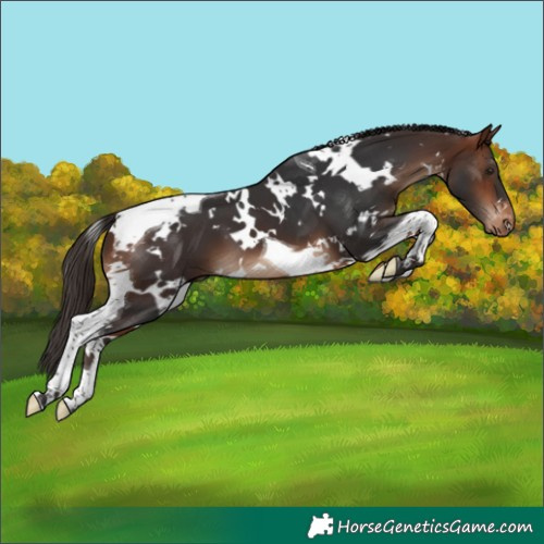 Horse Color:White Spotted Bay Tobiano Appaloosa 