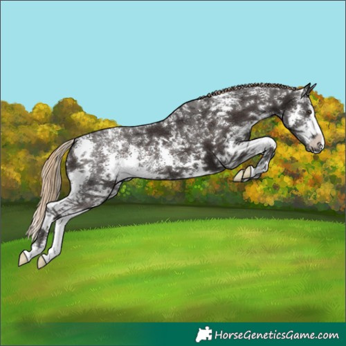 Horse Color:Liver Chestnut Sabino Splash