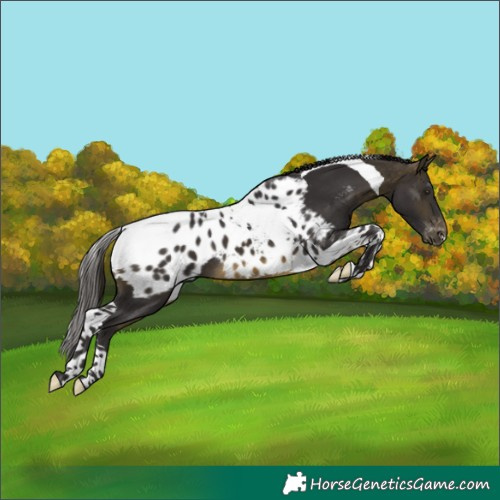 Horse Color:Buckskin Tobiano Appaloosa