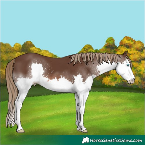 Horse Color:Liver Chestnut Splash 