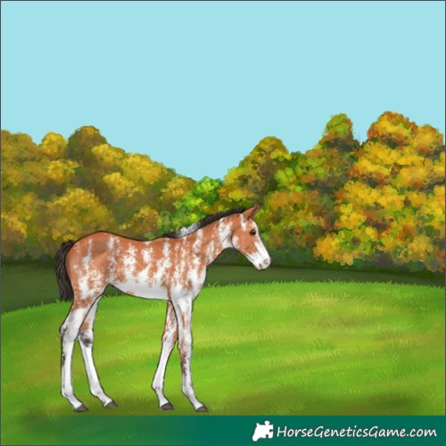 Horse Color:Bay Sabino