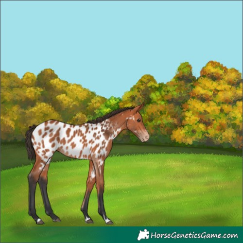 Horse Color:Bay Appaloosa 