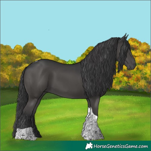 Horse Color:Black Tobiano 