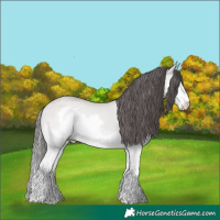 Horse Color:Platinum Amber Champagne Dun Splash 