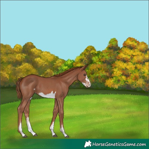 Horse Color:Chestnut Sabino Frame 