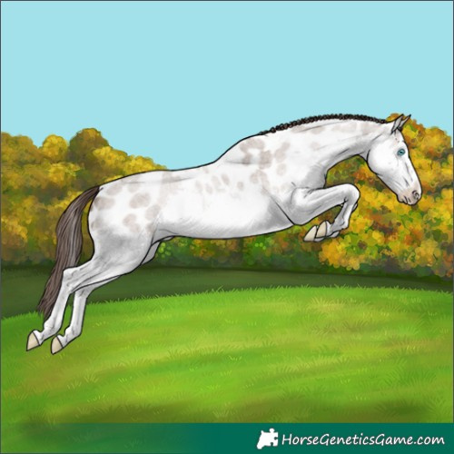 Horse Color:Classic Champagne Roan Splash Appaloosa
