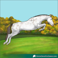 Horse Color:Classic Champagne Roan Splash Appaloosa 