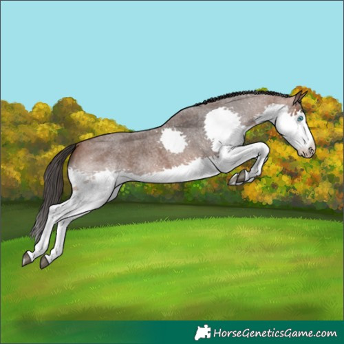 Horse Color:Bay Roan Splash Rabicano 
