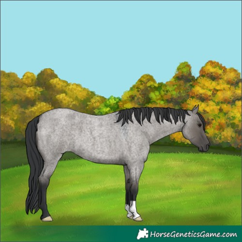 Horse Color:Grullo Roan 