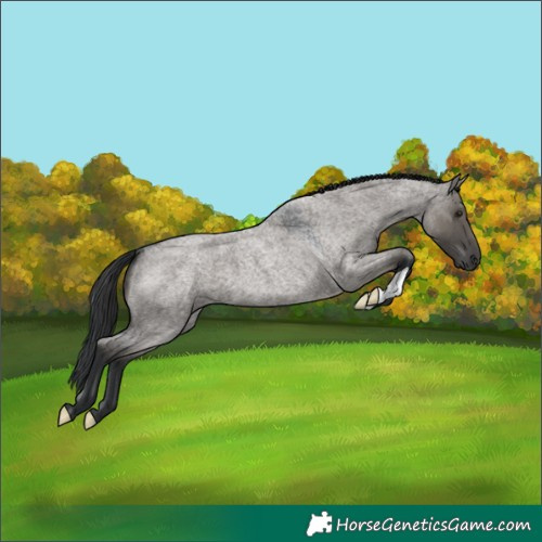 Horse Color:Grullo Roan 