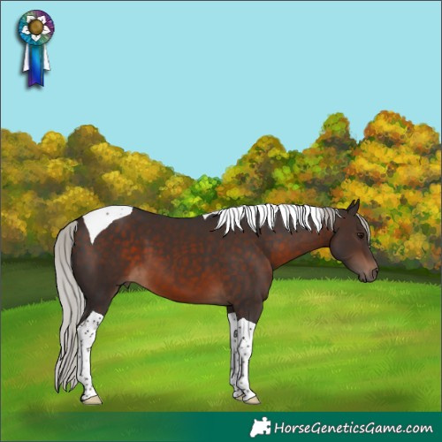Horse Color:Silver Brown Tobiano