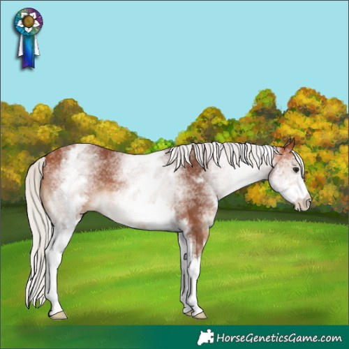 Horse Color:White Spotted Silver Bay