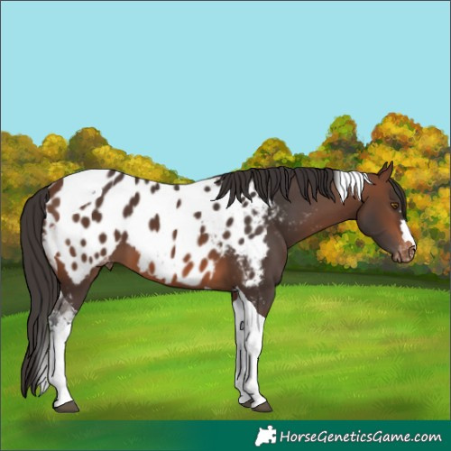 Horse Color:Brown Tobiano Appaloosa 