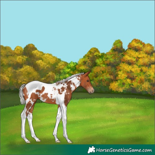 Horse Color:White Spotted Silver Bay Tobiano 