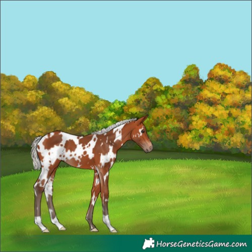 Horse Color:White Spotted Silver Bay 