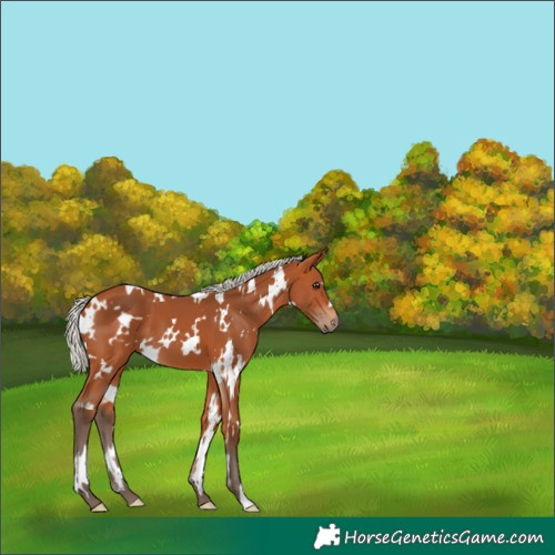Horse Color:White Spotted Silver Bay 