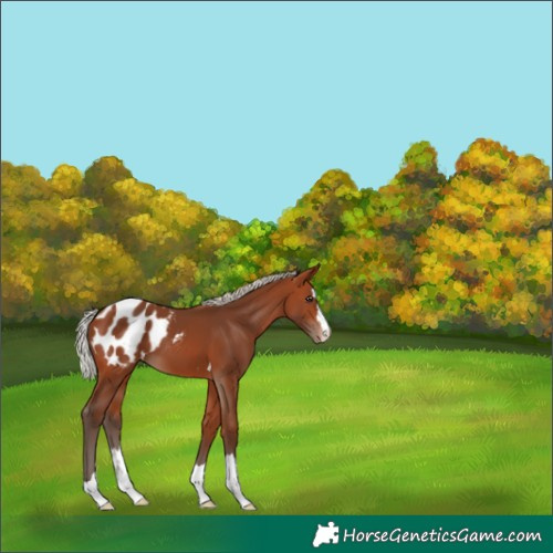 Horse Color:Silver Brown Appaloosa