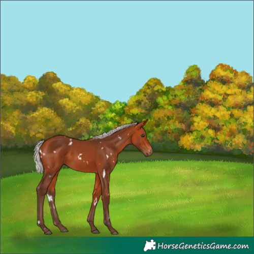Horse Color:White Spotted Silver Bay