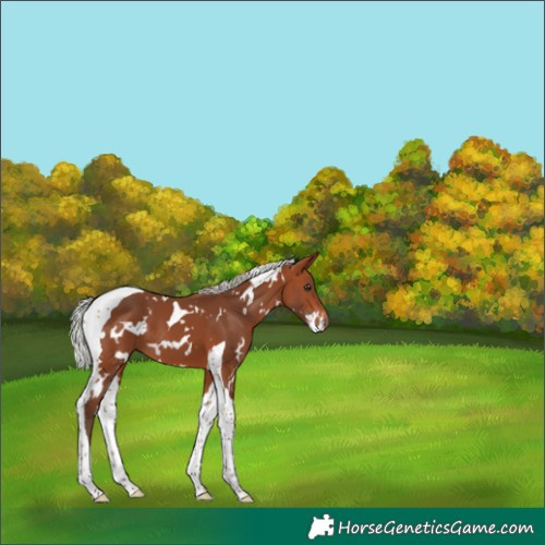 Horse Color:White Spotted Silver Brown Tobiano