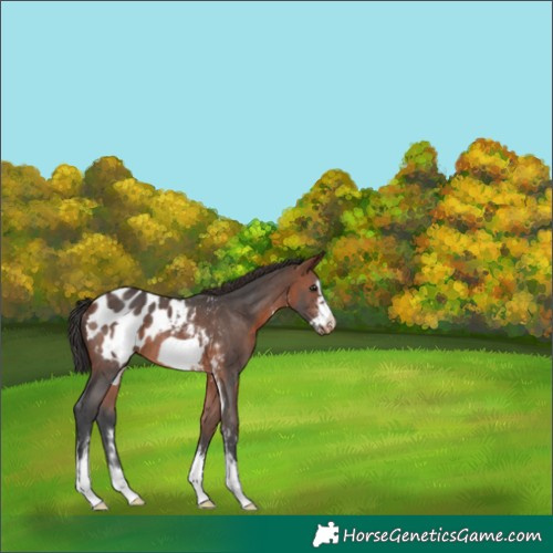 Horse Color:Brown Sabino Frame Appaloosa Rabicano 