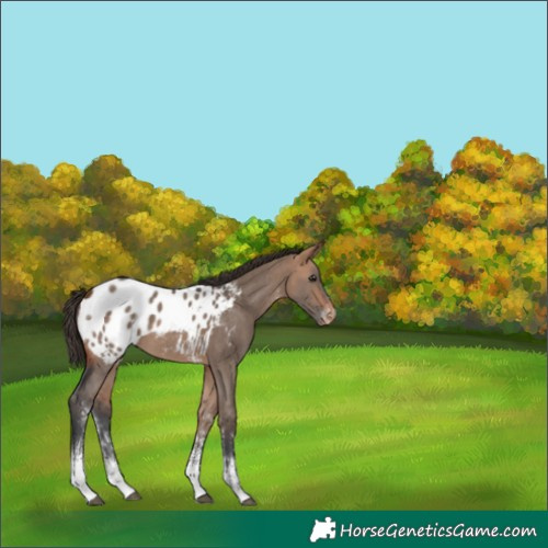 Horse Color:Bay Dun Sabino Appaloosa 