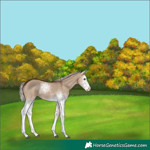 Horse Color:White Spotted Silver Bay Dun 
