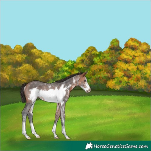 Horse Color:Bay Sabino Frame Rabicano 