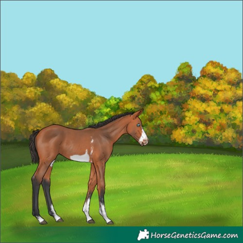 Horse Color:Bay Sabino Frame Rabicano 