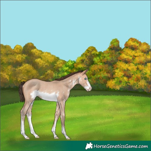 Horse Color:Amber Champagne Sabino Frame Rabicano 