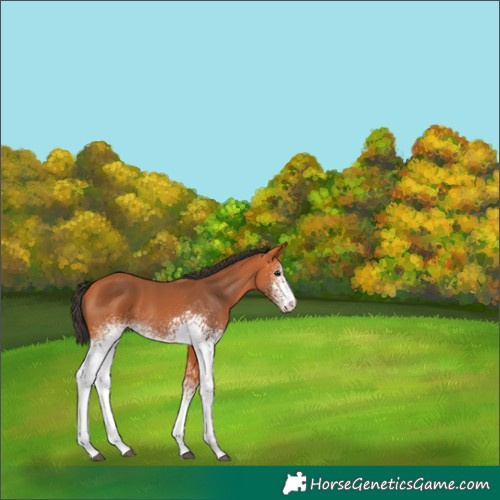 Horse Color:White Spotted Bay Appaloosa Rabicano 