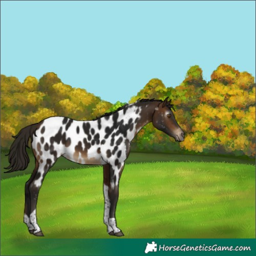 Horse Color:Gray Buckskin Tobiano Appaloosa 