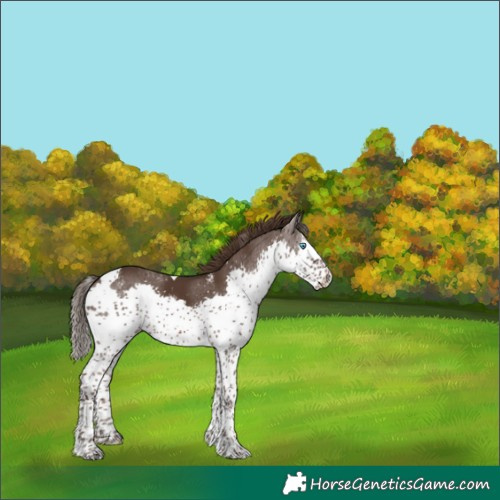 Horse Color:Powder White Liver Chestnut Splash Tobiano 