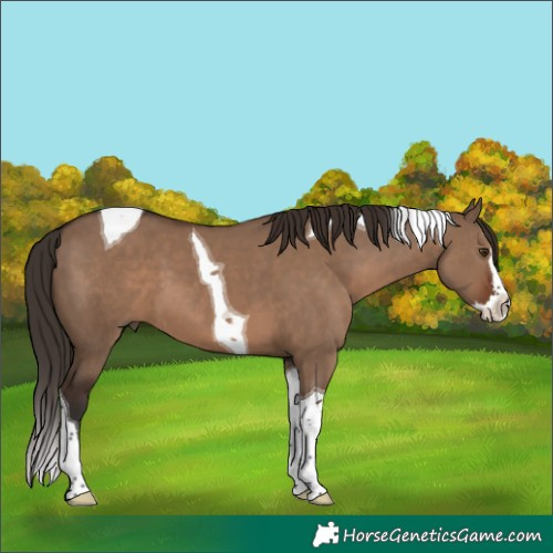 Horse Color:Liver Red Dun Splash Tobiano