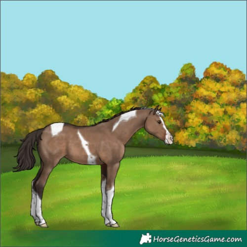 Horse Color:Liver Red Dun Splash Tobiano 