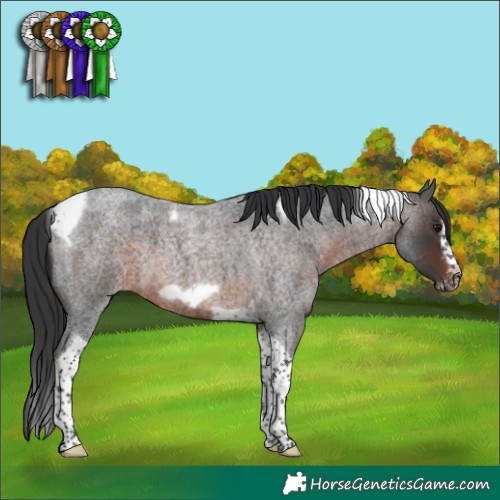 Horse Color:Brown Roan Splash Tobiano Frame