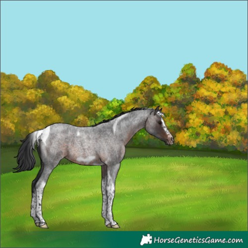 Horse Color:Brown Roan Splash Tobiano Frame 