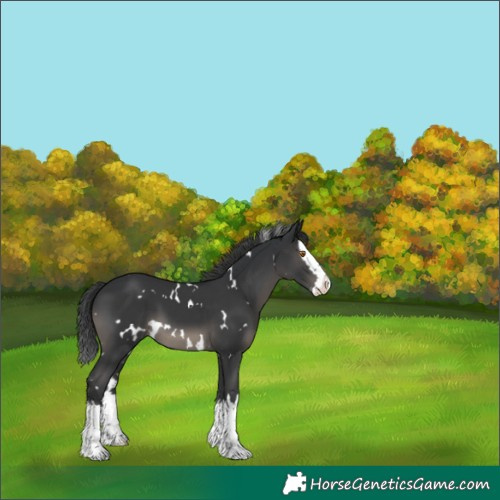 Horse Color:White Spotted Black Splash 