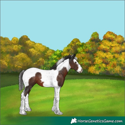 Horse Color:Liver Chestnut Splash Tobiano Frame