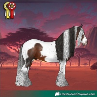 Horse Color:Liver Chestnut Splash Tobiano Frame