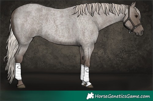 Horse Color:Silver Blue Roan Sabino 
