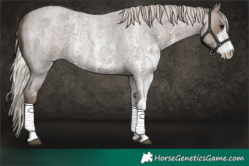 Horse Color:Silver Blue Roan Sabino