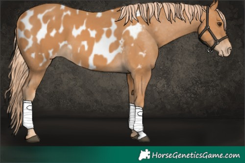Horse Color:Chestnut Appaloosa 
