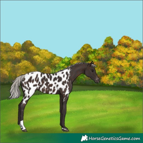 Horse Color:Silver Brown Tobiano Appaloosa 