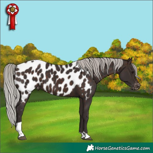 Horse Color:Silver Brown Tobiano Near Leopard 