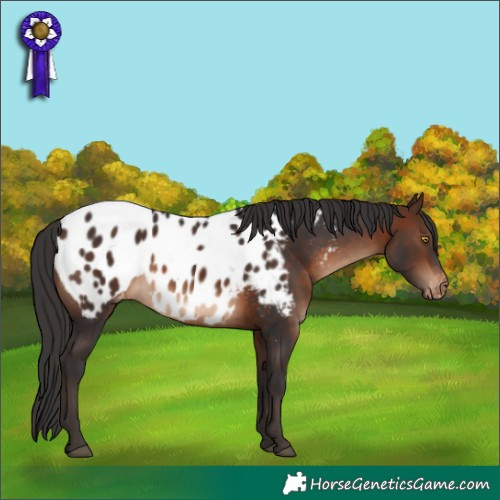 Horse Color:Brown Blanket