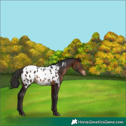 Horse Color:Brown Appaloosa 