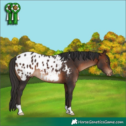 Horse Color:Brown Appaloosa 