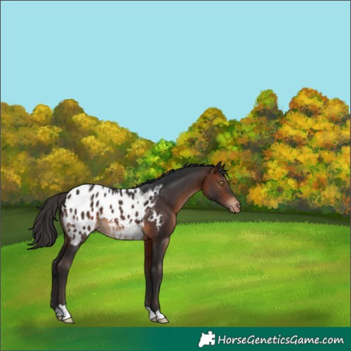 Horse Color:Brown Appaloosa 